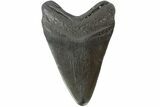 Fossil Megalodon Tooth - South Carolina #164976-1